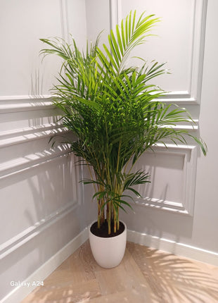 199DH Areca Palm Tree Bushy in Ceramic Pot PROMO