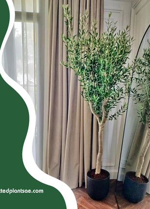 Office Plant Olive 1.8m to 2m PROMO