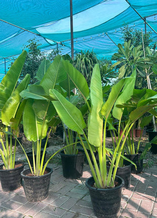 Areca Palm Each in Plastic Pot Promo