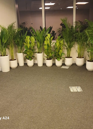 Office Plants Best Seller Bundle 11plants super promo