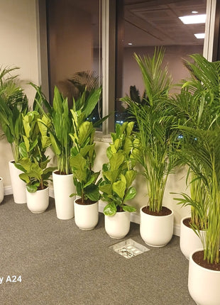 Office Plants Best Seller Bundle 11plants super promo