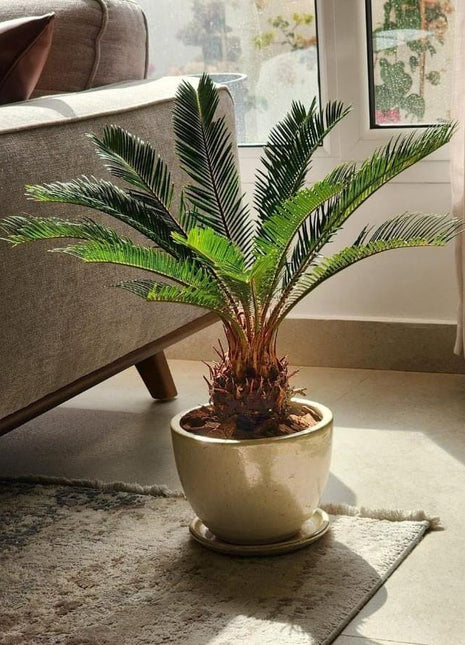 Cycas Palm in Ceramic Promo