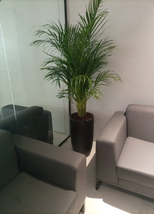 Areca Palm Each in Plastic Pot Promo