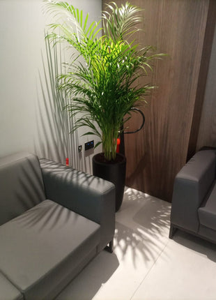 Areca Palm Each in Plastic Pot Promo