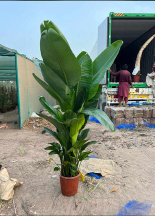 299DH Birds of Paradise in Nursery Pot Promo