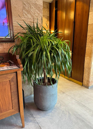 Big Head Yukka Premium in Fiber Rustic Pot PROMO