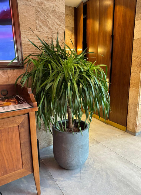 Big Head Yukka Premium in Fiber Rustic Pot PROMO