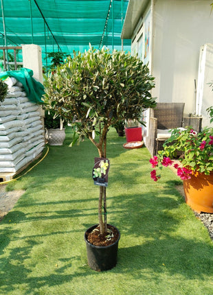 Olive Tree Bushy Premium Promo