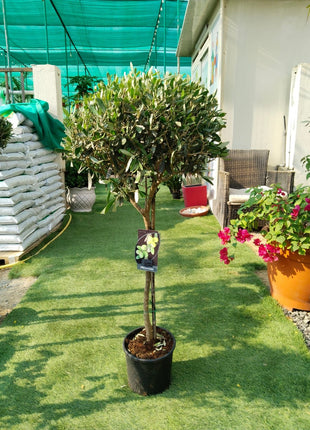Olive Tree Bushy Premium Promo