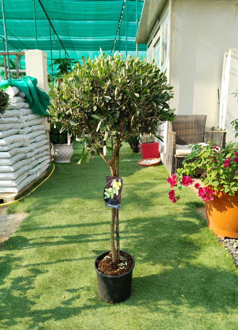 Olive Tree Bushy Premium Promo