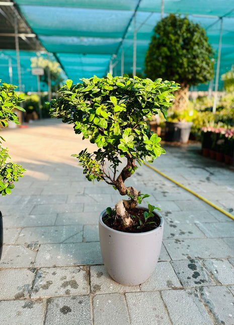 Medium Bonsai 80cm to 110cm Promo