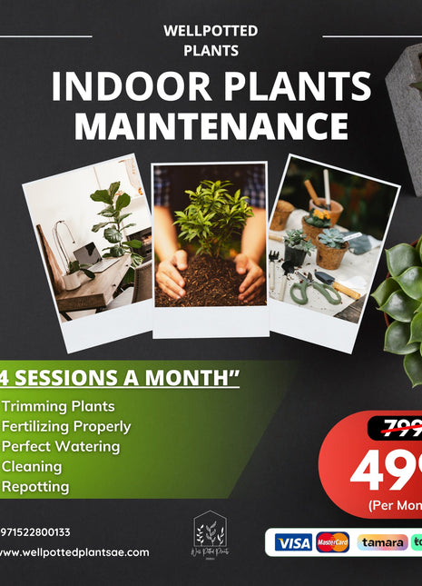 Plant Maintenance for 1 Month Promo