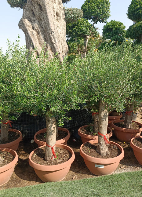 Olive from Italy Big Trunk Premium Promo