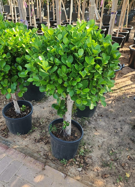 Single Head Ficus Promo