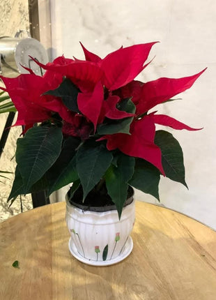 Poinsettia in Ceramic PROMO