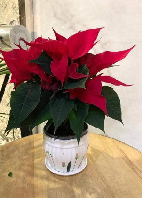 Poinsettia in Ceramic PROMO