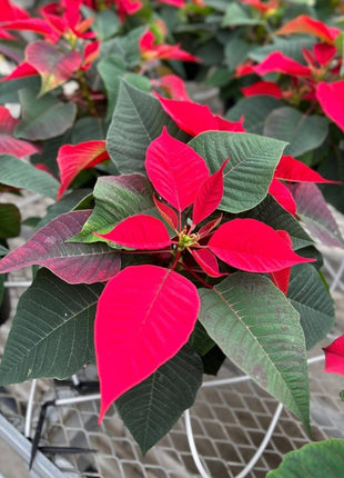 Poinsettia in Ceramic PROMO