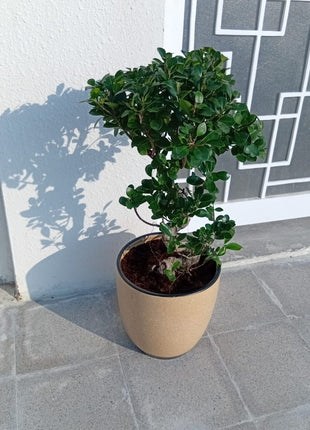Medium Bonsai 80cm to 110cm Promo