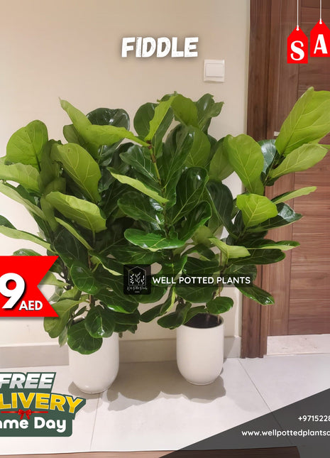 Premium fiddle each in white pot PROMO