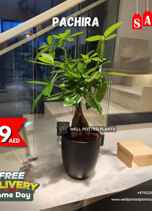 Pachira Table Plant PROMO