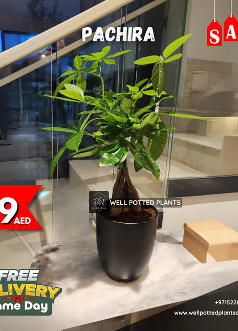 Pachira Table Plant PROMO