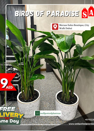 Birds of Paradise Each PROMO