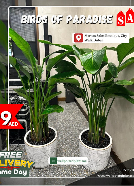 Birds of Paradise Each PROMO