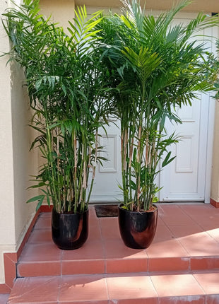 199DH WOW SALE Bamboo Palm (150 to 180cm) IN WHITE PROMO