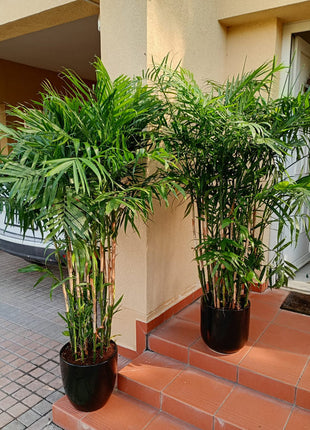 Areca Palm Each in Plastic Pot Promo