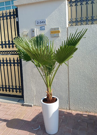 199DH Washintonia Big in Long Pot PROMO