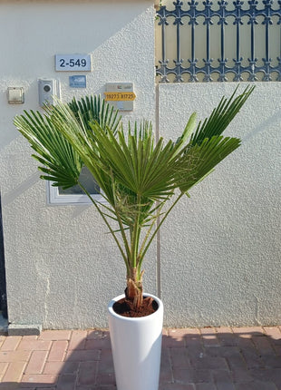 199 Washintonia Big In Long Pot PROMO