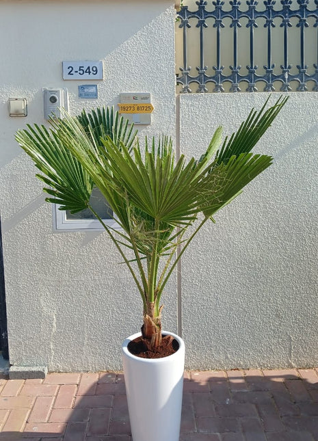 199 Washintonia Big In Long Pot PROMO