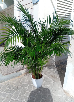 199DH WOW SALE Bamboo Palm (150 to 180cm) IN WHITE PROMO