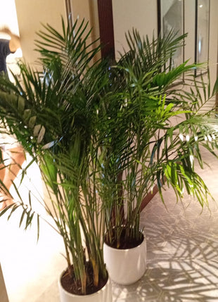 199DH WOW SALE Bamboo Palm (150 to 180cm) IN WHITE PROMO