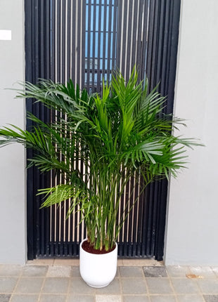 199DH WOW SALE Bamboo Palm (150 to 180cm) IN WHITE PROMO