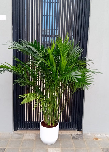 199DH WOW SALE Bamboo Palm (150 to 180cm) IN WHITE PROMO