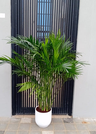 Areca Palm Each in Plastic Pot Promo