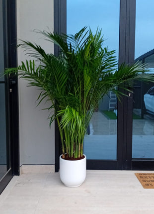 199DH WOW SALE Bamboo Palm (150 to 180cm) IN WHITE PROMO