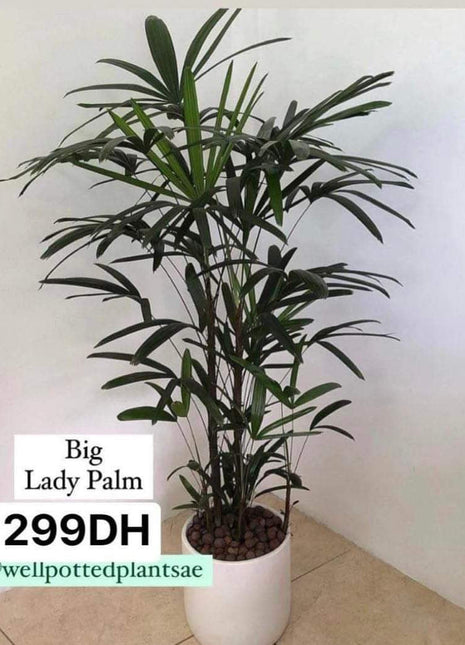 Lady Palm Giant PROMO