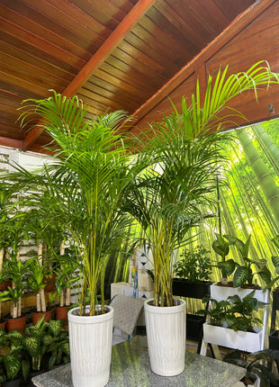 Areca Palm Bushy Each PROMO