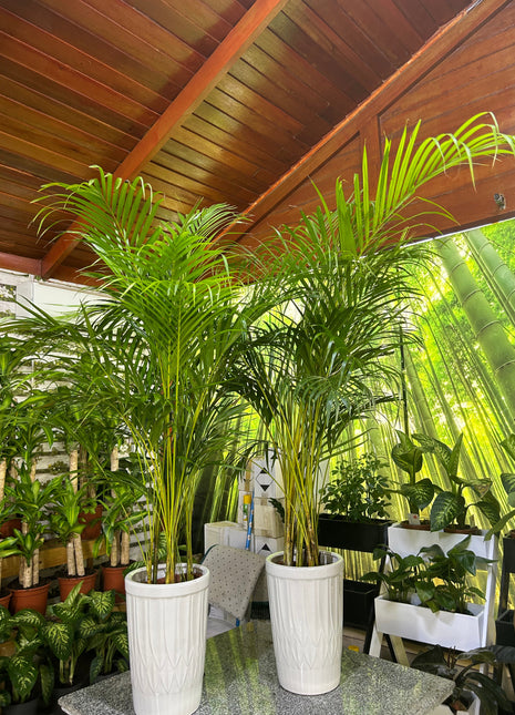 Areca Palm Bushy Each PROMO