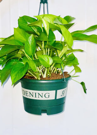 Hanging Money Plant &#8220;Epipremnum Aureum&#8221;