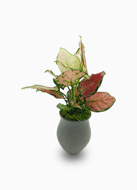 Aglonema sp ( Lady Valentine)