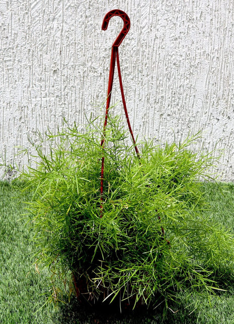 Asparagus Hanging
