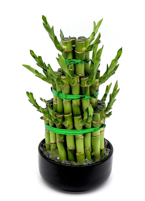 Lucky Bamboo Steps