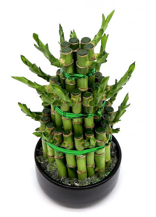 Lucky Bamboo Steps