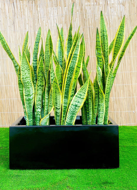 Snake Plants In Fiber Glass GRP Pot (70x30x30)