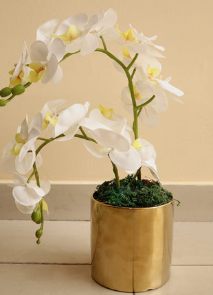 Artificial White Orchids 50cm