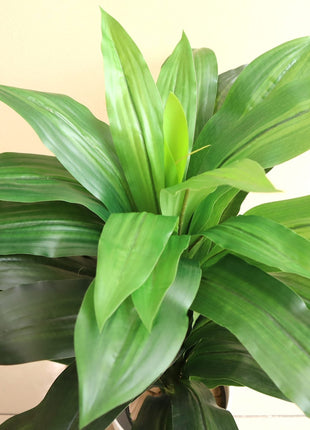 Artificial Dracaena Compacta 80cm