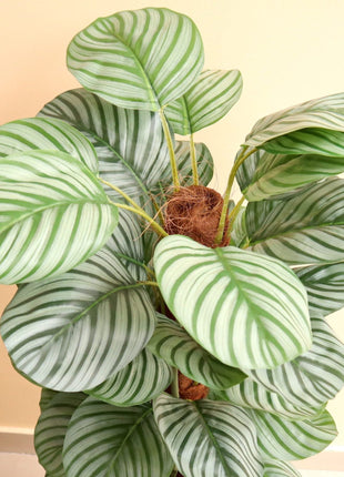 Artificial Calathea Orbifolia 130cm